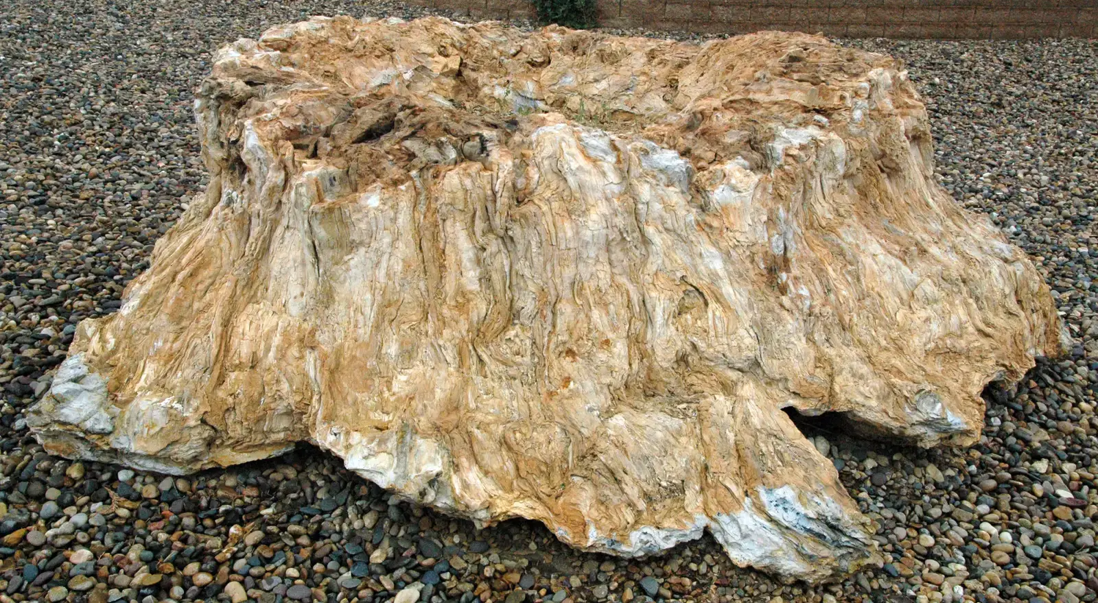 How Fossils Reveal Forests You’ll Never See (Quartz-permineralized fossil wood - tree stump 5, CC BY 2.0)