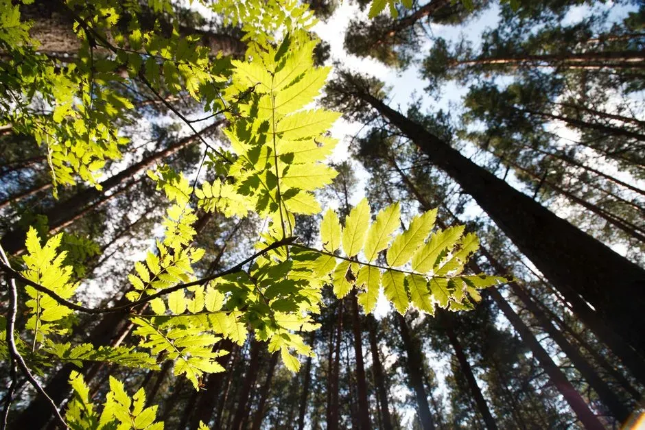 Supercharged Atmosphere, Super-Sized Plants: How Ancient Air Shaped Alien Forests (Image Credits: Pexels)