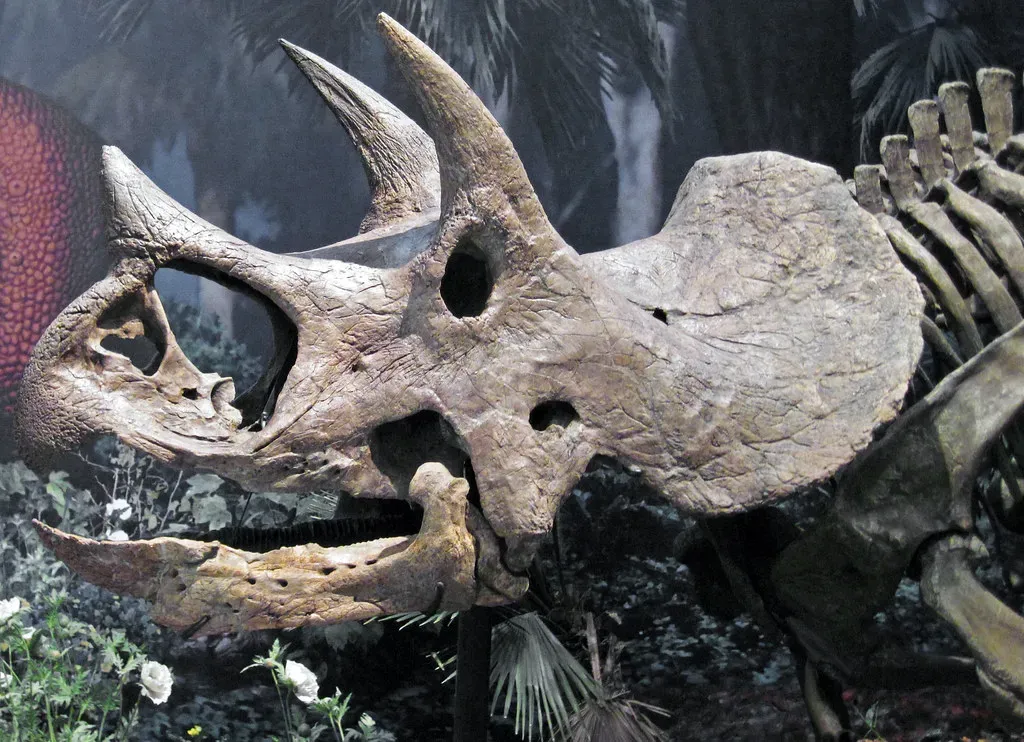#11 - That Giant Nose Was Secretly an Air Conditioner for the Brain (James St. John, Flickr, CC BY 2.0)