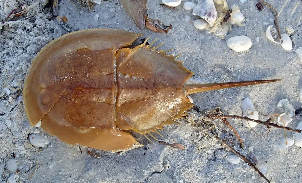 #2 - The Horseshoe Crab: Older Than Trees, Bones, and Backbones Combined (James St. John, Flickr, CC BY 2.0)