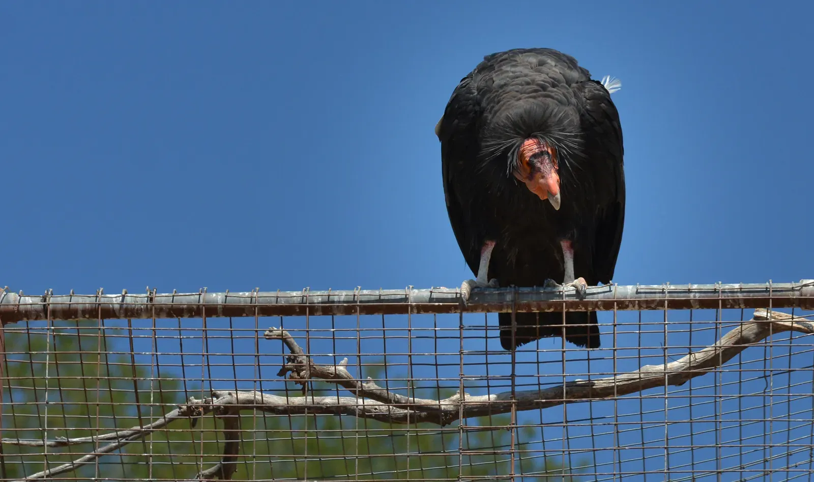 Slow Life Histories, High Risks: Biology Working Against a Quick Recovery (California Condor Waits for his partner, Public domain)