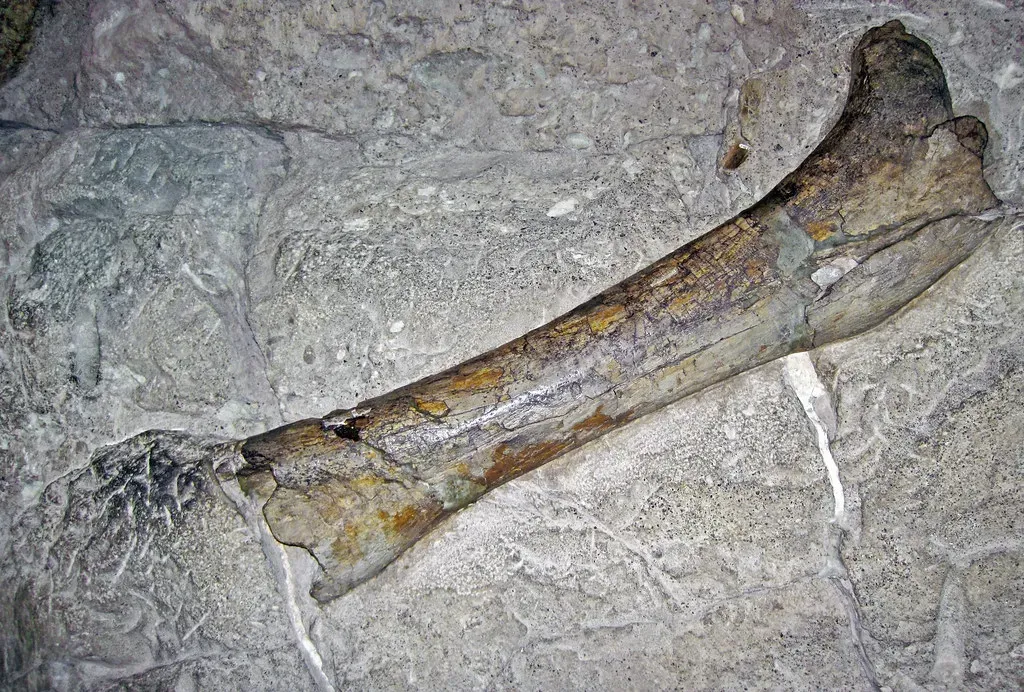 The First Dinosaur Bone That Wasn’t Recognized as a Dinosaur (James St. John, Flickr, CC BY 2.0)