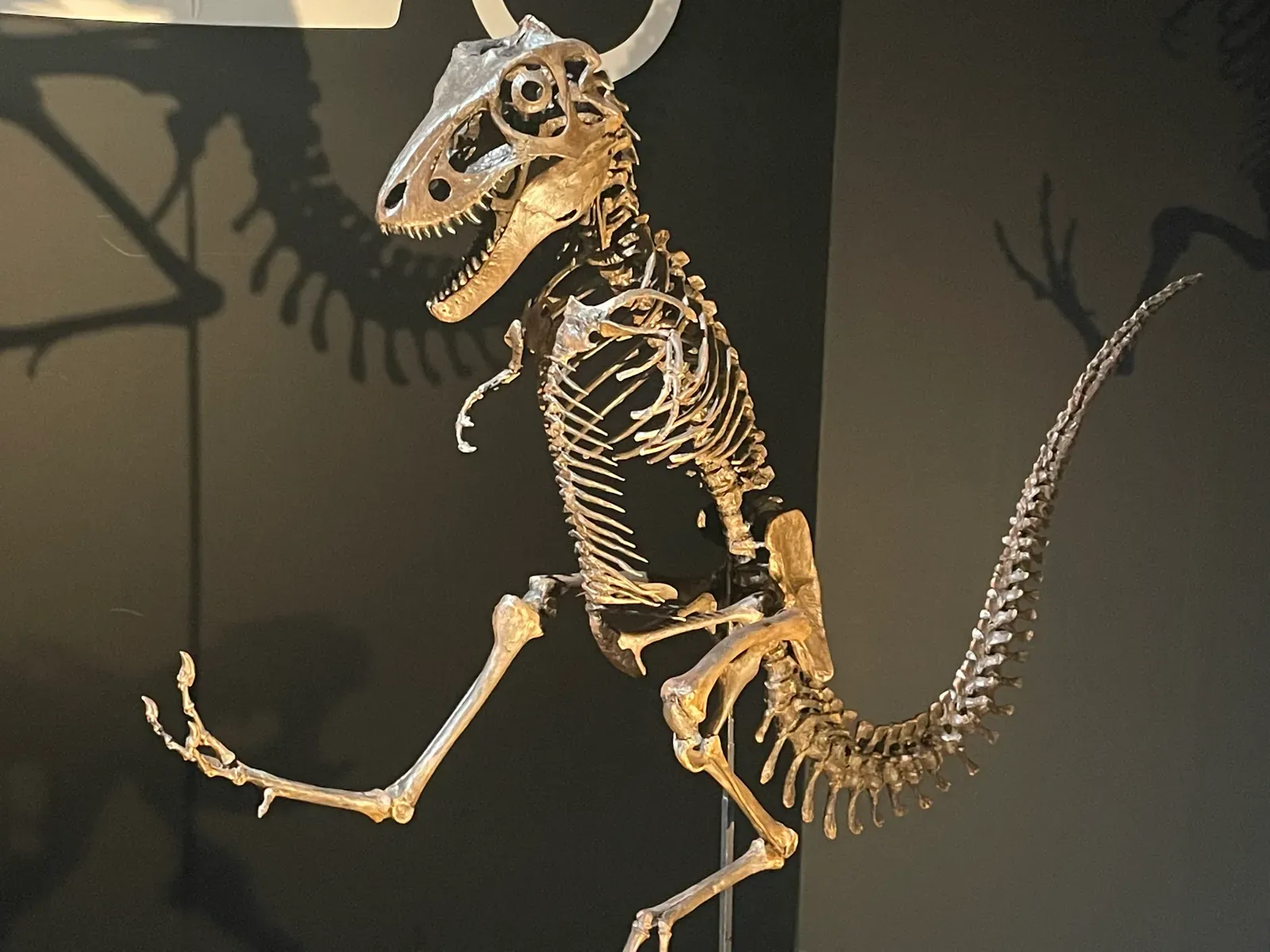 The Mystery of Missing Nests (Image Credits: Wikimedia)