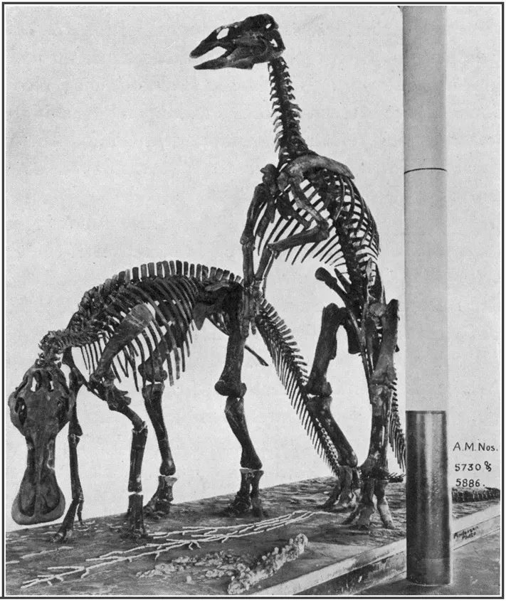 #8 - The Duck-Billed Dinosaur That Got Absorbed Twice (Dinosaurs – with special reference to the American museum, collections. American Museum of Natural History, New York, doi:10.5962/bhl.title.102123 (fig. 28, p. 84 therein), Public domain)