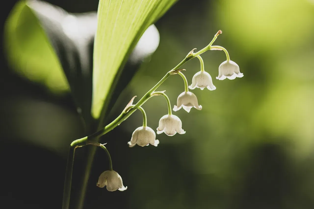 May: The Graceful Lily of the Valley and the Protective Hawthorn (Image Credits: Pixabay)