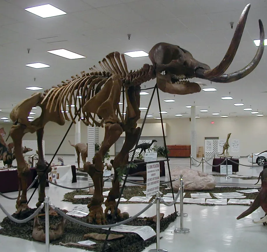 #11 - Brand-New Mastodon Fossils Are Still Turning Up in Random Backyards (Mammut americanum - Burning Tree Mastodon (Upper Pleistocene, 11.39 ka; Burning Tree Golf Course, south of Heath, southern Licking County, central Ohio, USA) 1, CC BY 2.0)