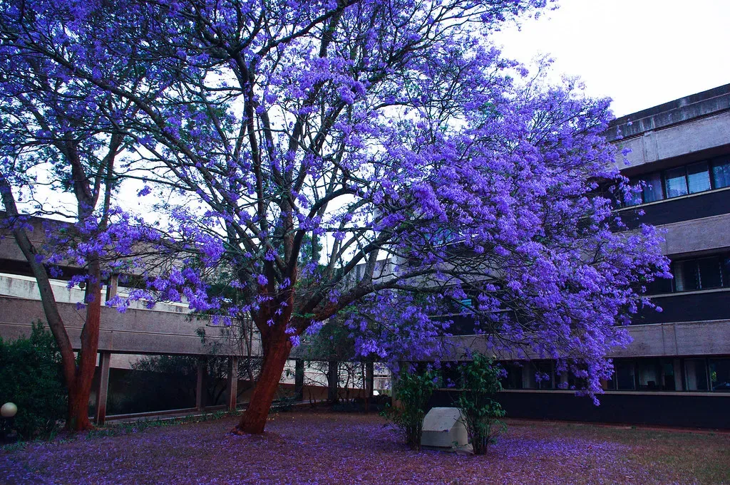 Gemini – Jacaranda Tree (hktang, Flickr, CC BY 2.0)