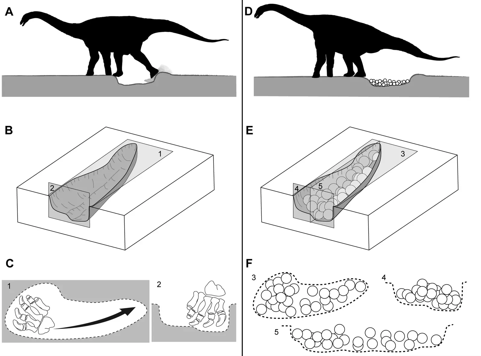#2 The Super-Egg Strategy: Bigger Bodies, More Babies, Faster Evolution (Vila B, Jackson FD, Fortuny J, Sellés AG, Galobart À (2010) 3-D Modelling of Megaloolithid Clutches: Insights about Nest Construction and Dinosaur Behaviour. PLoS ONE 5(5): e10362. doi:10.1371/journal.pone.0010362, CC BY 2.5)
