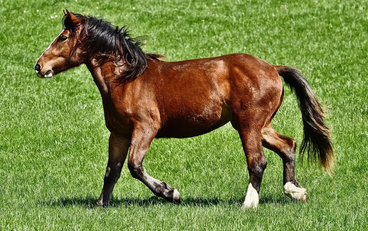 Speed vs. Stability: The Evolutionary Trade-Off Behind the Hoof (Image Credits: Pixabay)