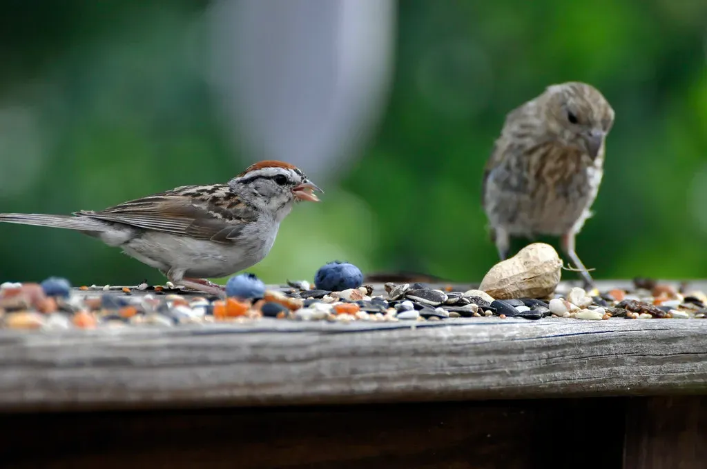 Would Birds Still Exist as You Know Them? (likeaduck, Flickr, CC BY-SA 2.0)