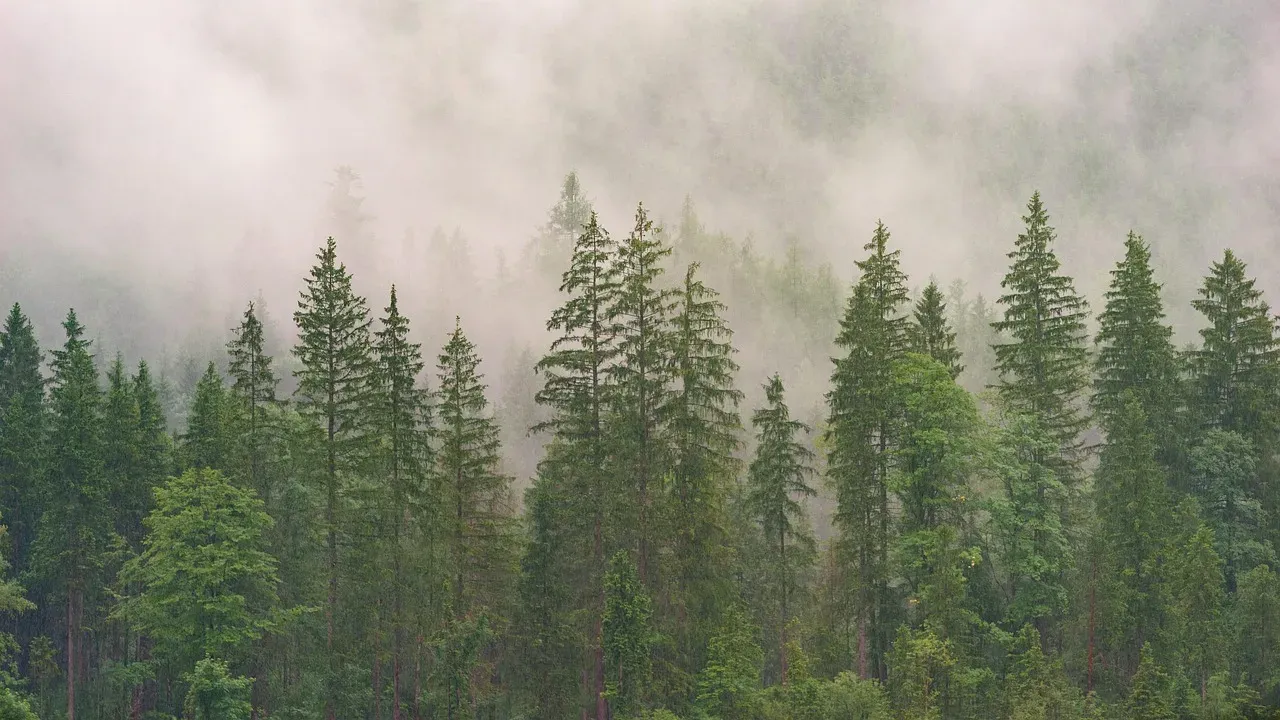 1. Conifers: The Evergreen Backbone of Dinosaur Diets (Image Credits: Pixabay)