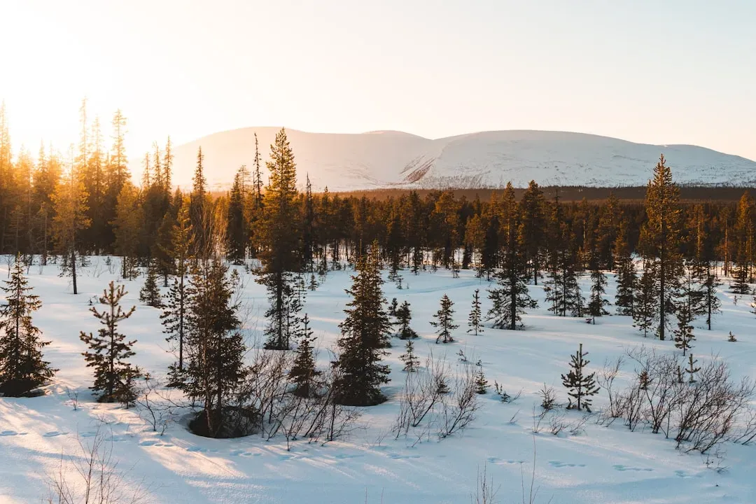Polar Forests and High-Latitude Surprises (Image Credits: Unsplash)