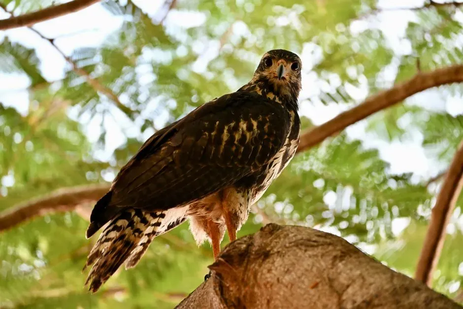 7. Buteo and Accipiter Ancestors – The Blueprint for Deadly Sky Hunters (Image Credits: Pexels)