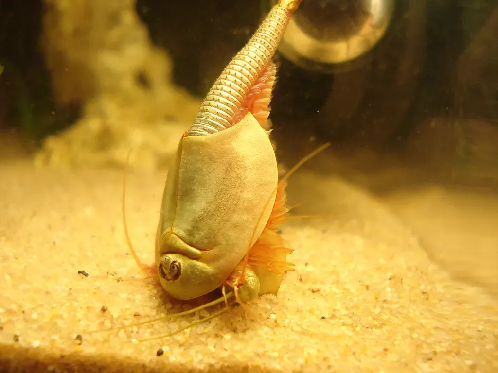 Scorpio – Horseshoe Shrimp (Triops), the Resurrection Creature of Hidden Pools (Max Kueng, Flickr, CC BY-SA 2.0)