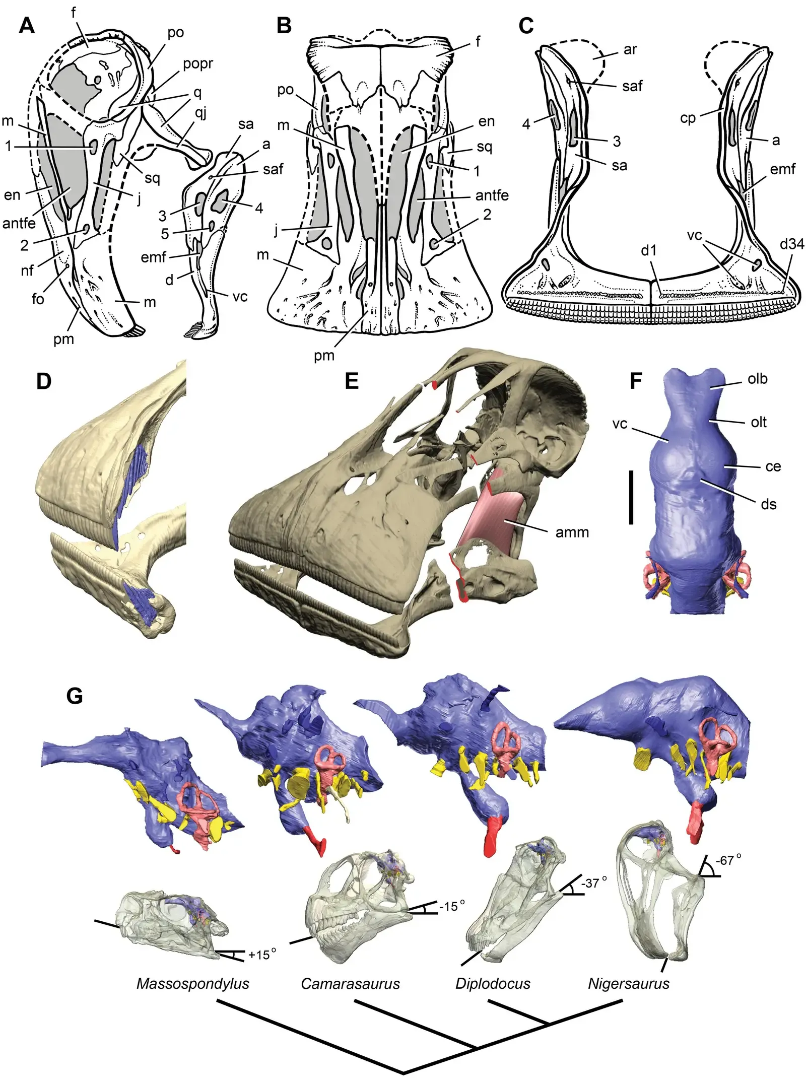 Brain Architecture: Why Structure Matters More Than Size (Sereno PC, Wilson JA, Witmer LM, Whitlock JA, Maga A, et al. Structural Extremes in a Cretaceous Dinosaur. PLoS ONE. 2, 11, e1230. 2007. DOI:10.1371/journal.pone.0001230, CC BY 2.5)