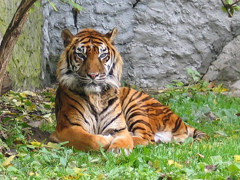 The Tiger: Raw Power and Decisive Action (Image Credits: Wikimedia)