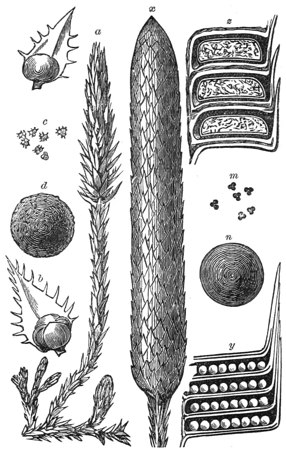 3. Lepidodendron and the Giant Coal-Swamp Forests (Popular Science Monthly Volume 18, Public domain)