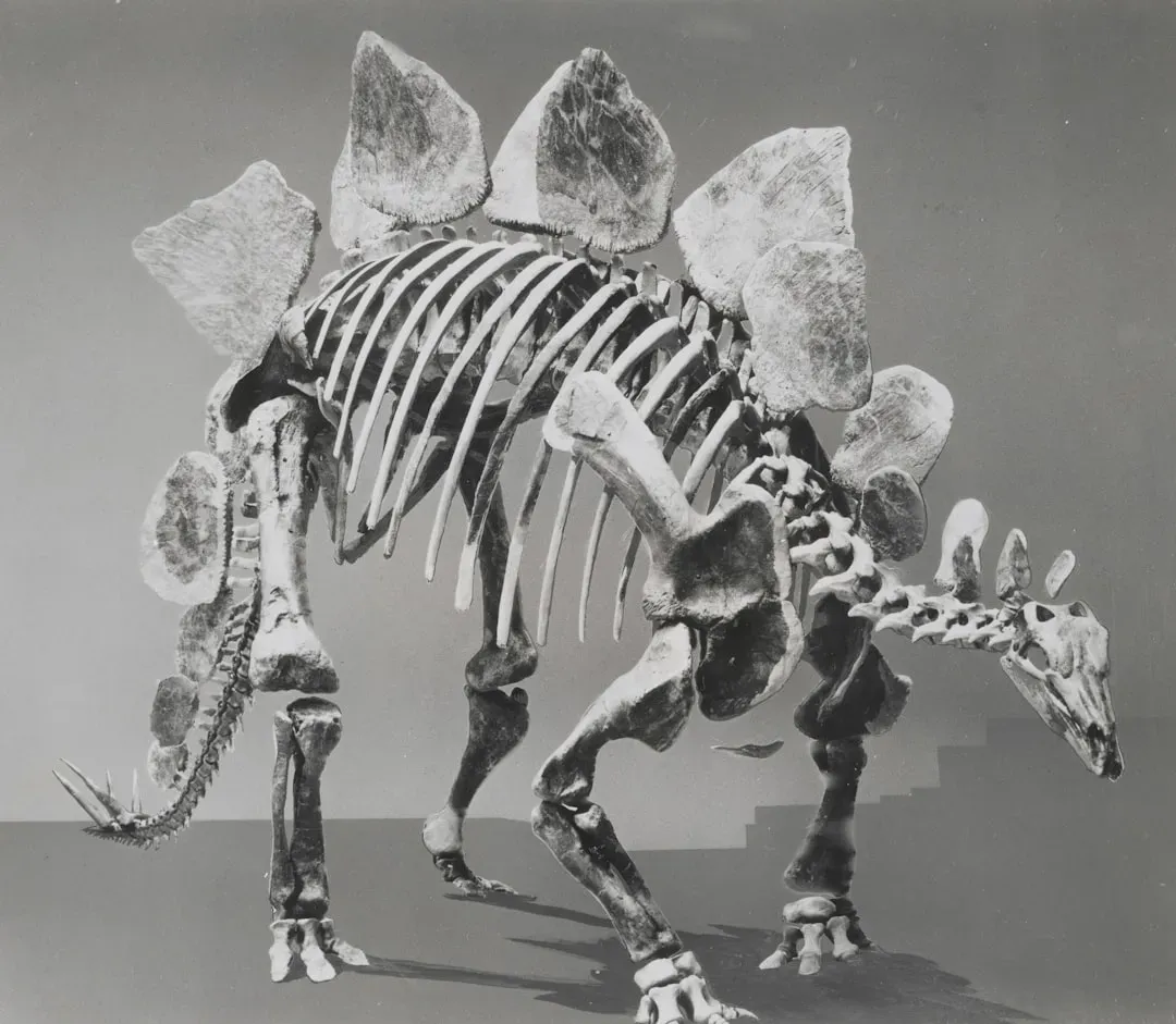 18. Stegosaurus Plates: Radiators, Armor, or Living Billboards? (Image Credits: Unsplash)