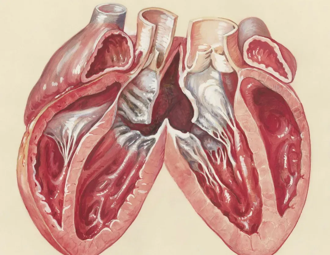 #1 - The "Billion Heartbeats" Theory That Fooled Biologists for Generations (Image Credits: Unsplash)