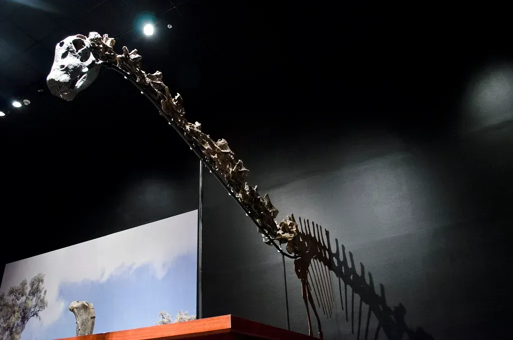 Vertebrae Do Not Lie: What the Neck Bones Actually Allow (Tim Evanson, Flickr, CC BY-SA 2.0)