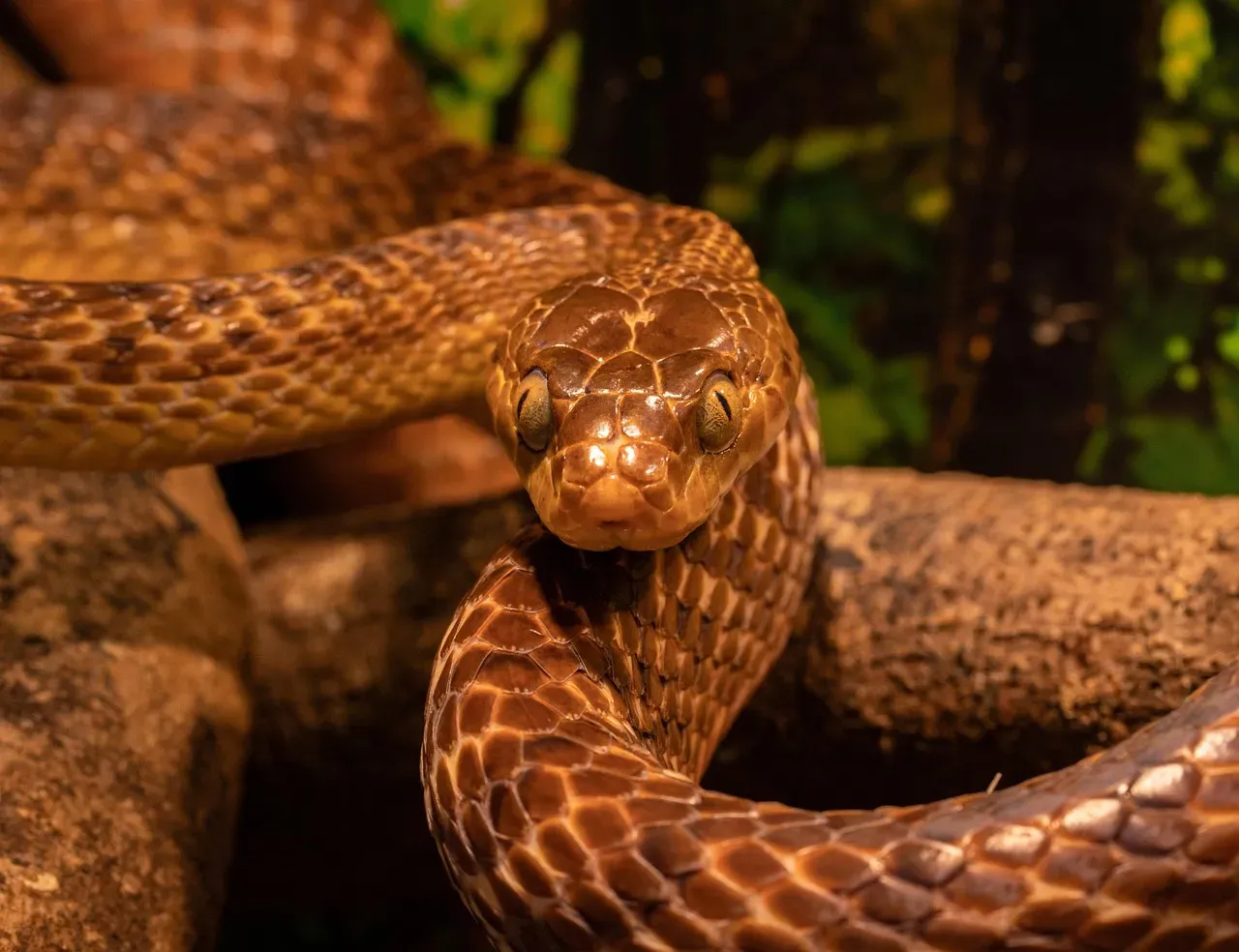 1. The Brain Has A Built‑In “Snake Detector” (Image Credits: Pixabay)