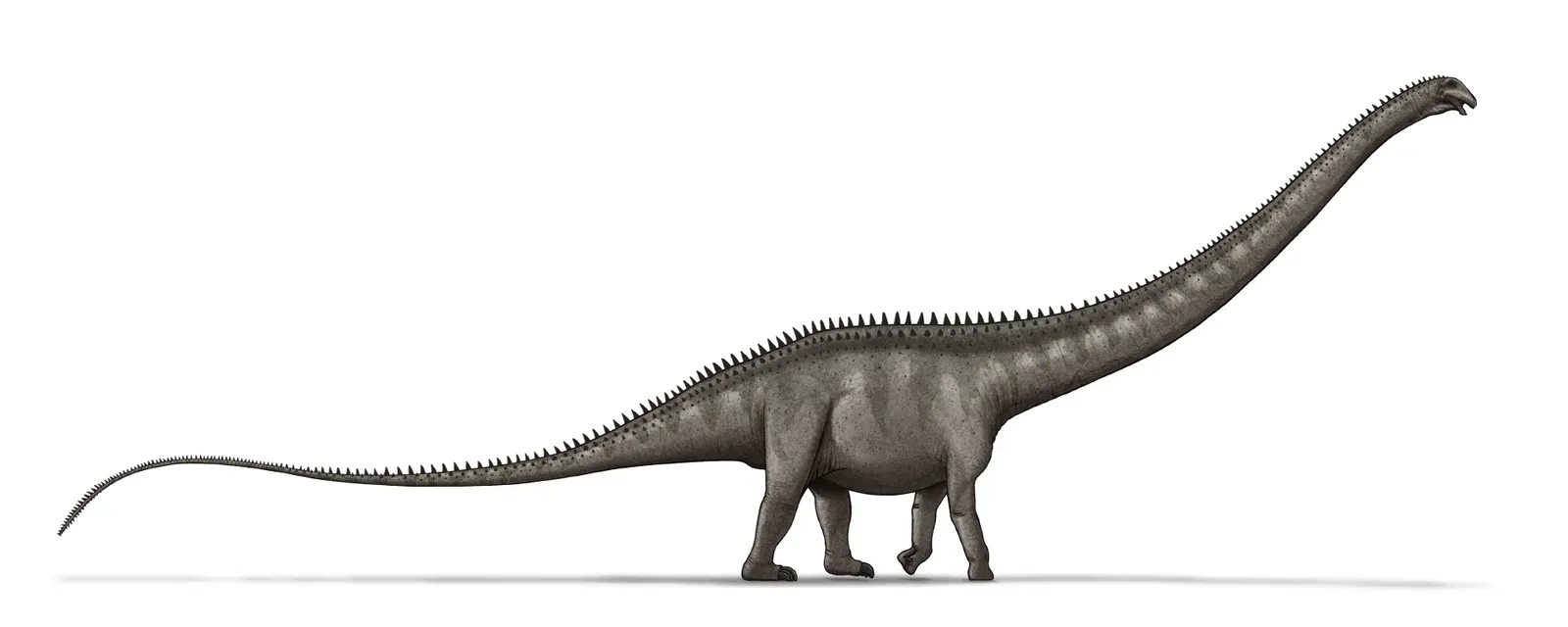 #7 - A "New" Giant Dinosaur Called Ultrasauros Turned Out to Be Two Different Animals Glued Together (By LadyofHats, Public domain)