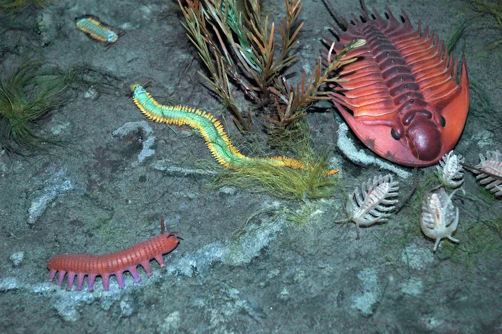 The Ediacaran to Cambrian Transition: When an Entire Kingdom Vanished (Image Credits: Flickr)