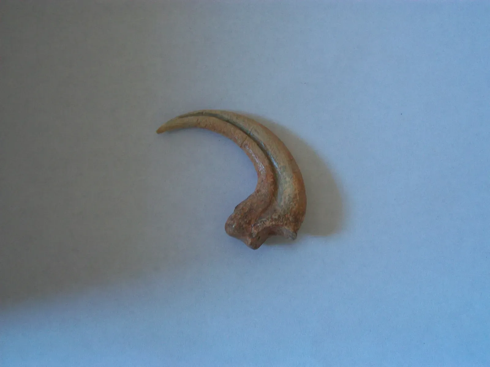 #5 - The Claw Wasn't a Slashing Weapon (I (Raptor Let's talk/My mistakes; I mean, er, contributions) created this work entirely by myself., CC BY-SA 3.0)