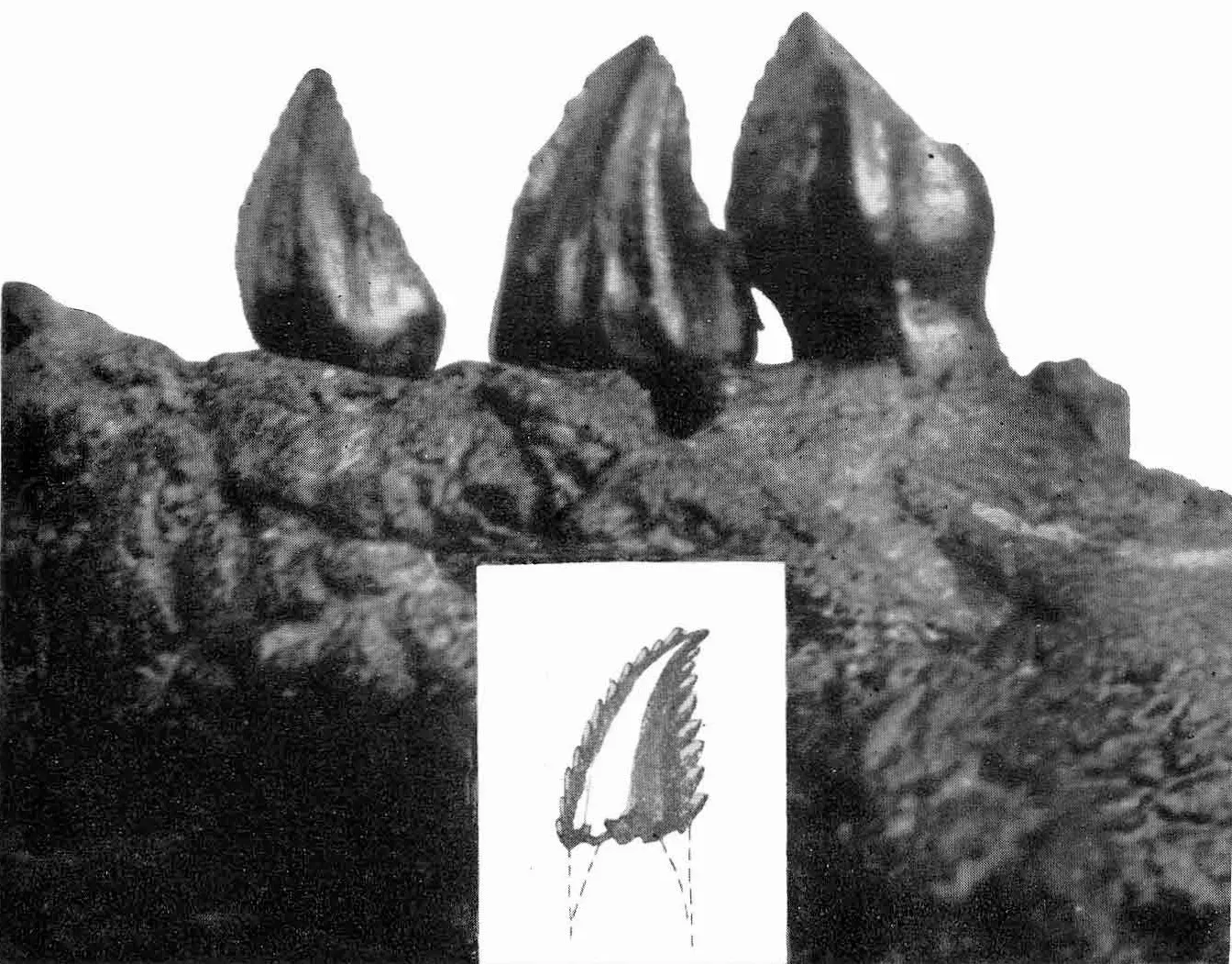A 165-Year Identity Crisis Built on a Single Tooth (C. W. Gilmore. 1924. On Troodon validus, an orthopodous dinosaur from the Belly River Cretaceous of Alberta, Canada. Department of Geology, University of Alberta Bulletin 1:1-43, Public domain)