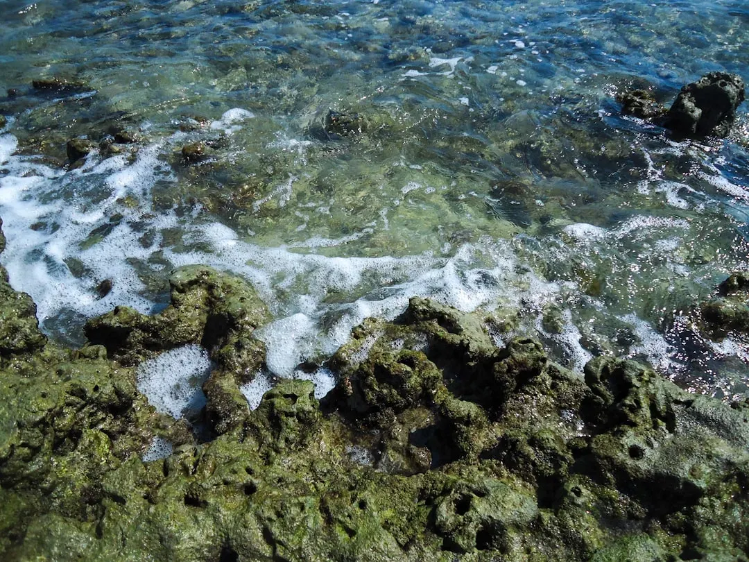 Acidic Waters: The Carbon Crisis in Ancient Oceans (Image Credits: Unsplash)