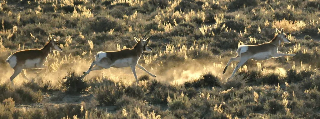 Why Evolution Didn’t “Dial Back” Their Speed (USFWS Mountain Prairie, Flickr, CC BY 2.0)