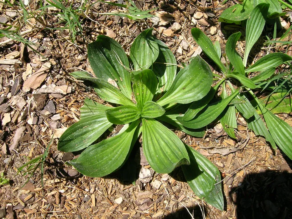 #3 Plantains (Plantago): Ground‑Hugging Survivors of Abuse (Macleay Grass Man, Flickr, CC BY 2.0)