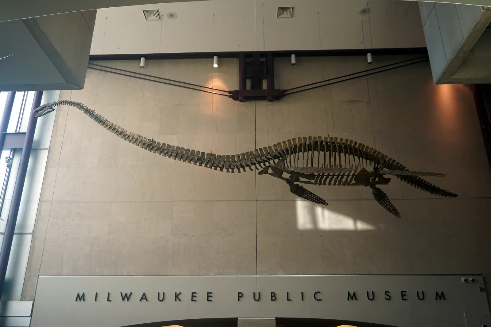 A Body Built Like an Underwater Warship (By Michael Barera, CC BY-SA 4.0)