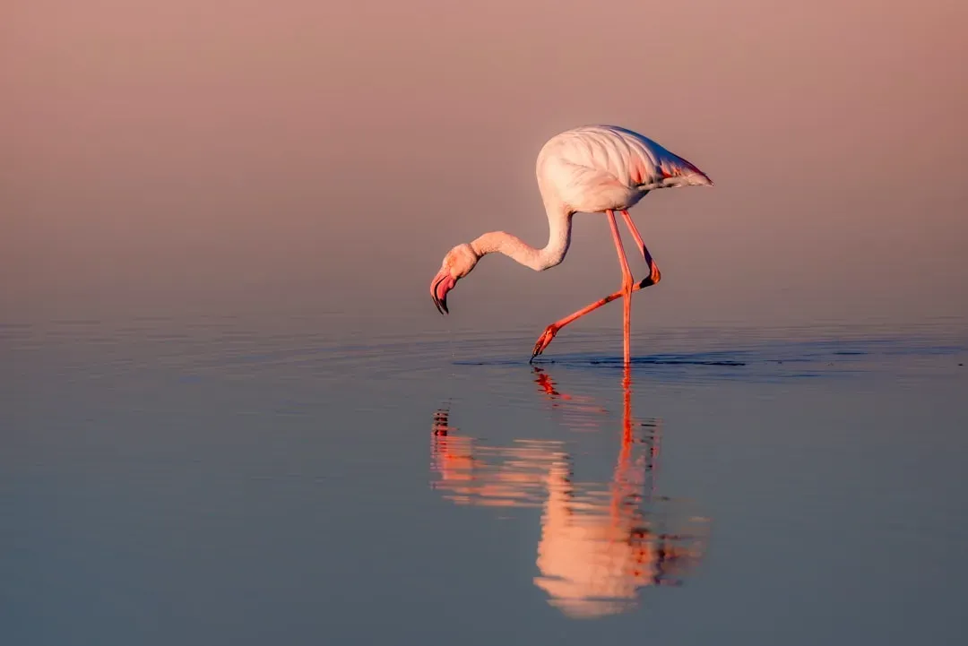 Libra – The Flamingo (Image Credits: Unsplash)