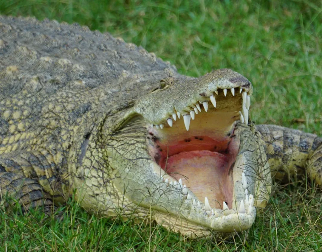 Birds, Crocodiles, And The Strange Reality Of Dinosaur Relatives (Image Credits: Unsplash)