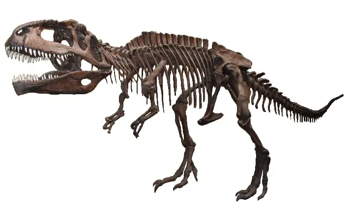 1. A Body Size That Potentially Edges Out T. Rex (By User:Casliber, Public domain)