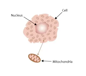 4. Your Mitochondria Were Once Free-Living Bacteria (Cell with mitochondria, CC BY 2.0)