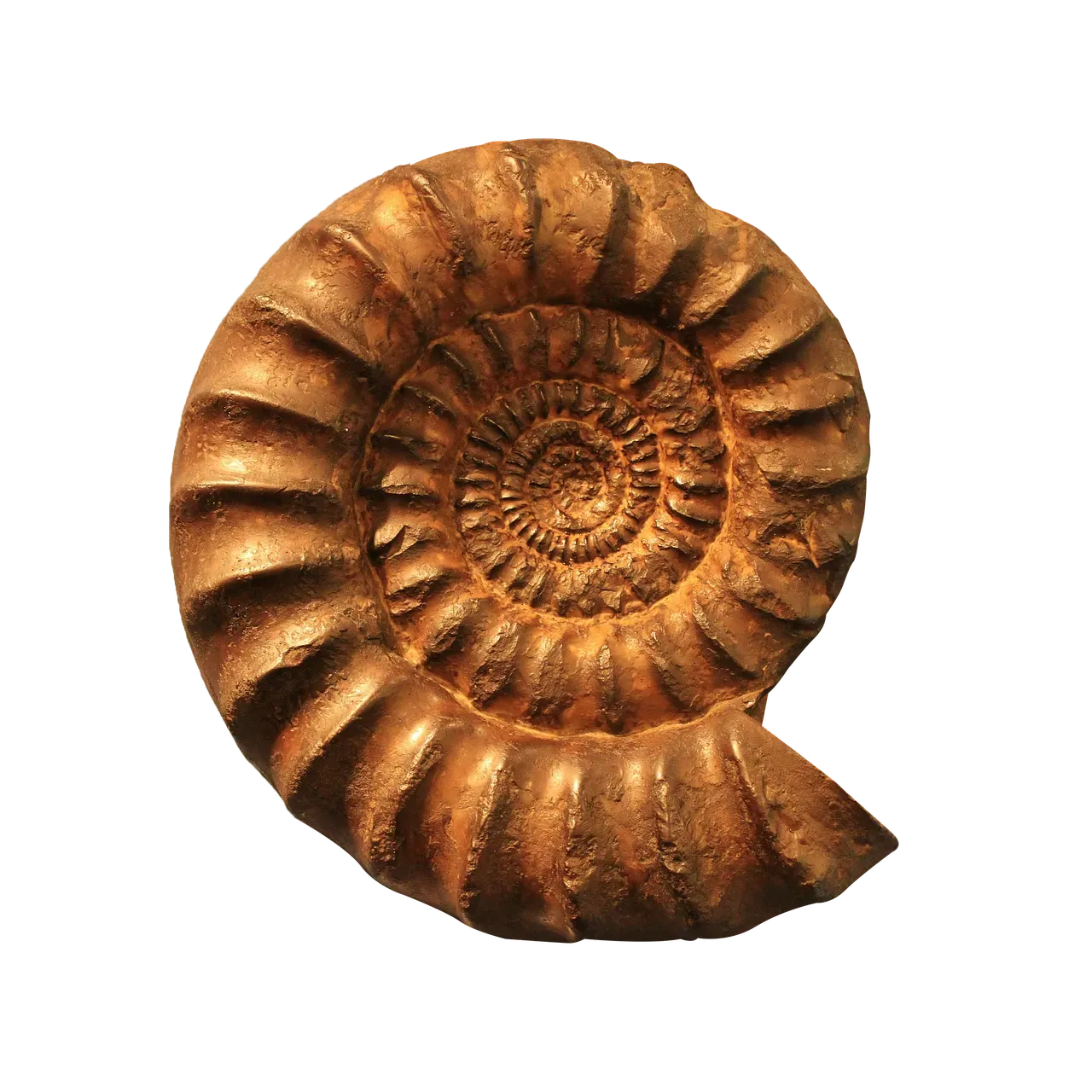 The Adaptive Shapeshifter: Why Ammonites Mirror People Who Reinvent Themselves (Image Credits: Pixabay)