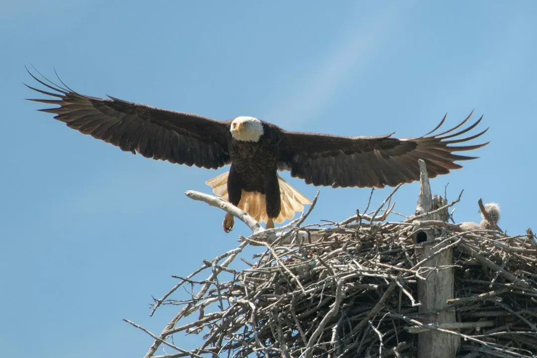 #6 - Grown Offspring Secretly Visit Their Childhood Nest (Image Credits: Unsplash)