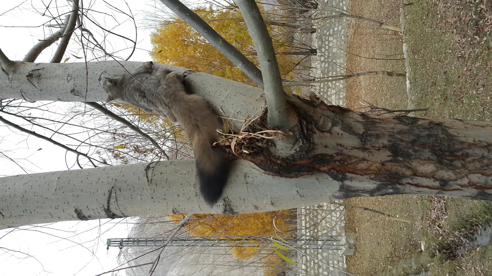#8 - The Woolly Flying Squirrel's 70-Year Disappearing Act (By Masood Lohar, CC BY-SA 4.0)