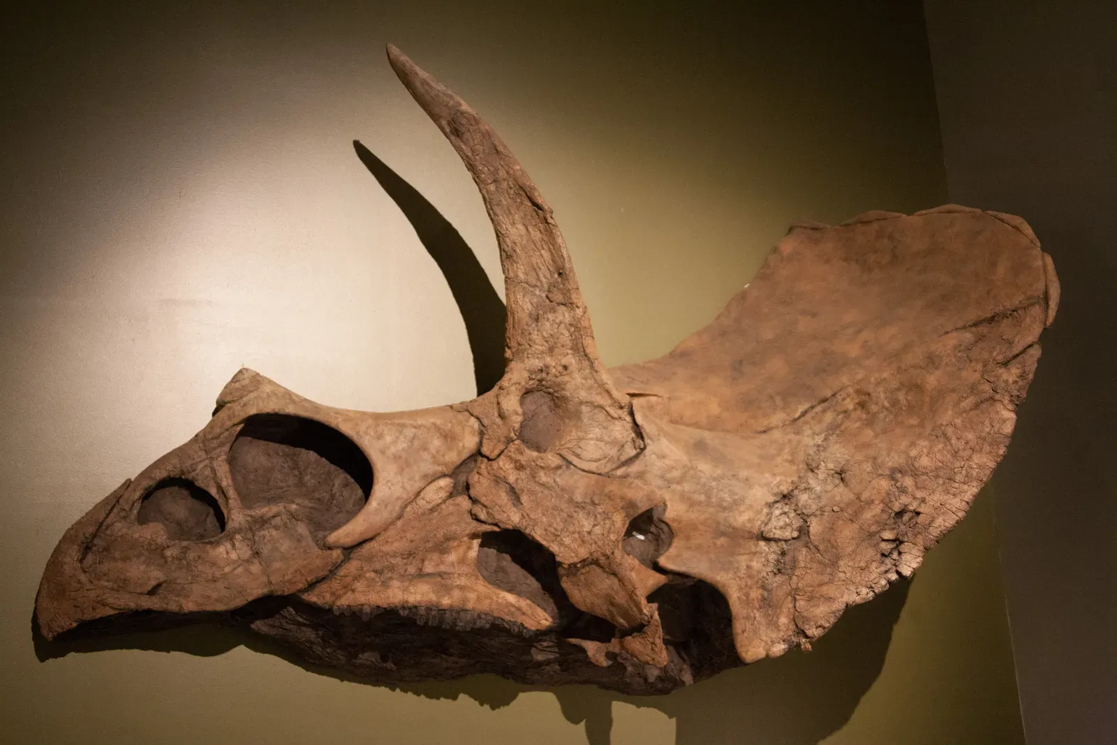 Those Iconic Horns and Frill: Not Triceratops’ Exclusive Look (5d-dinosaur-camp-day2-20120802-60.jpgUploaded by FunkMonk, CC BY 2.0)