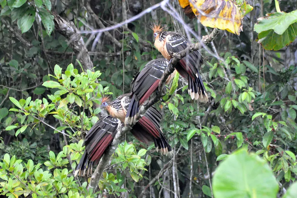 They Live In South American Swamps And Wetlands (Image Credits: Flickr)