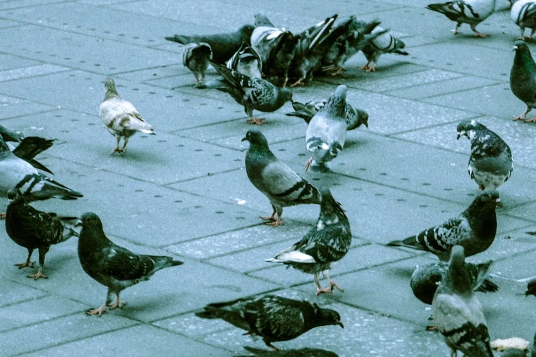 Birds: The Only Surviving Dinosaurs Learning to Live with Us (Image Credits: Unsplash)