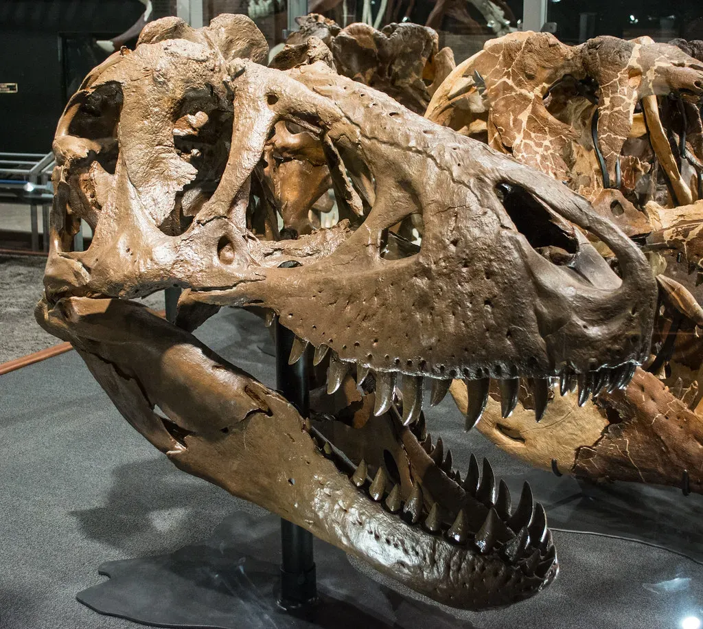 7. Teen Rex at the Denver Museum of Nature and Science, Colorado (Tim Evanson, Flickr, CC BY-SA 2.0)