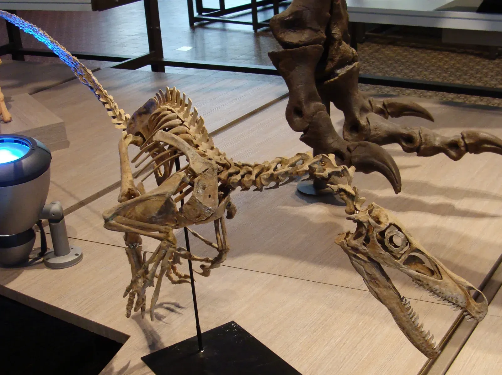 #11 - Velociraptor Was Turkey-Sized, Not Human-Sized (By Esv - Eduard Solà Vázquez, CC BY 3.0)