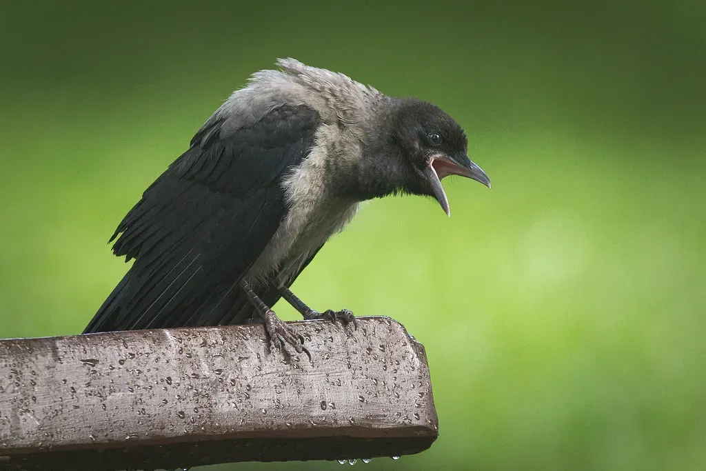 You're Being Urged To Speak Your Truth Without Fear (Image Credits: Flickr)