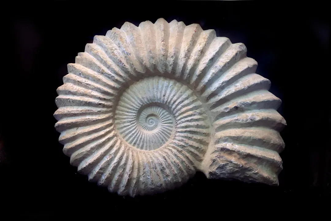 2. Fossils: Ancient Humans as the First Amateur Paleontologists (Image Credits: Unsplash)