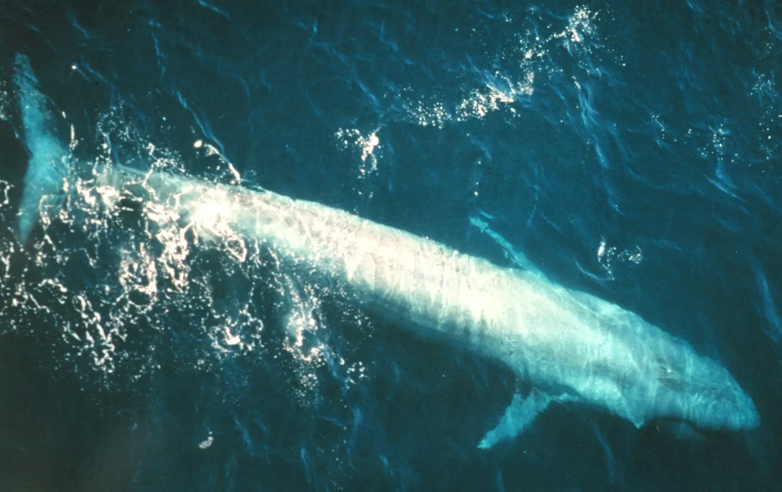 8. Blue Whale – The Modern Oceanic Giant That Dwarfs Them All (By NMFS Northeast Fisheries Science Center (NOAA), Public domain)