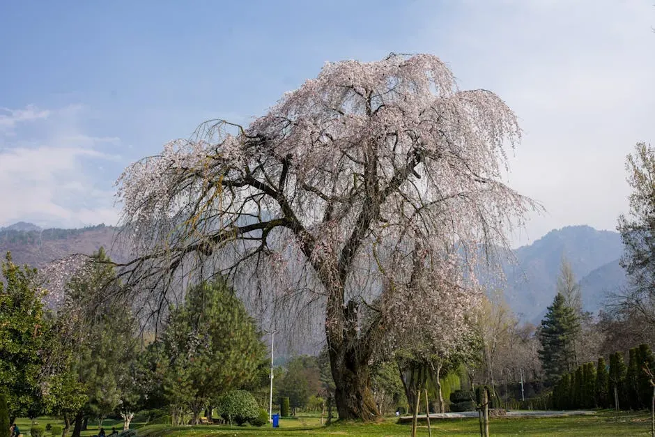 Pisces – Weeping Cherry Tree (Image Credits: Pexels)