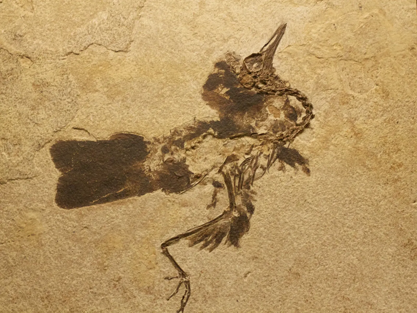 The Humble, Surprisingly Unimpressive Beginnings of Avian Life (Fossil early birdUploaded by FunkMonk, CC BY-SA 2.0)